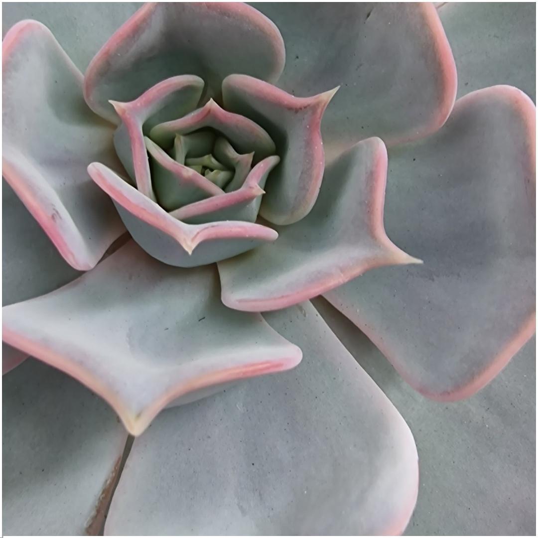 Succulent Echeveria Lilacina op tafelstandaard -↨20cm - Ø20cm