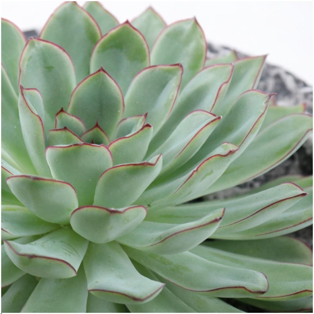 Succulent Echeveria Pulidonis in schaal Concrete -↨5cm - Ø20cm