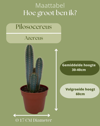 Cactus - Pilosocereus Azerues - ↨30-40cm - Ø17cm