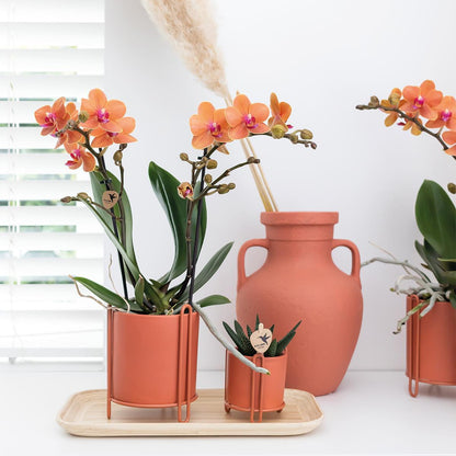 Oranje phalaenopsis orchidee - Mineral Bolzano - Ø9cm