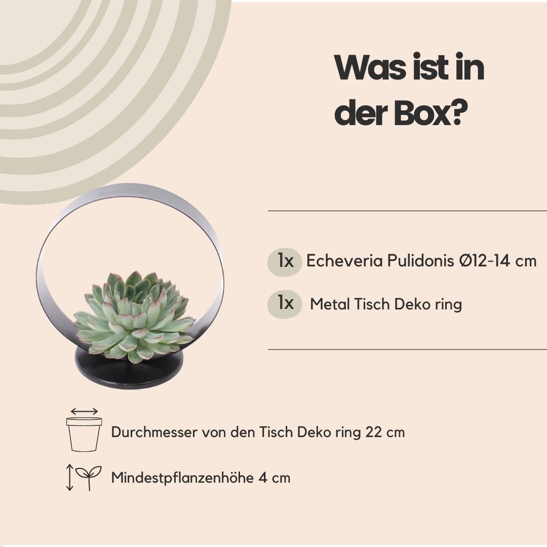 Succulent Echeveria Pulidonis op tafelstandaard - ↨20cm - Ø20cm