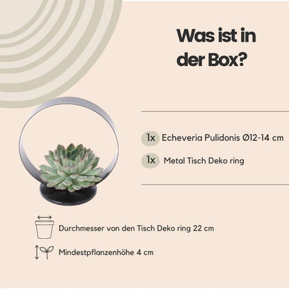 Succulent Echeveria Pulidonis op tafelstandaard - ↨20cm - Ø20cm