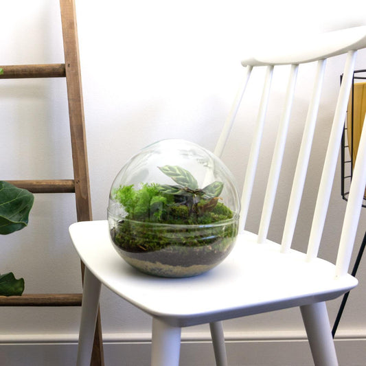 DIY terrarium Dome - ↨20cm - Ø20cm