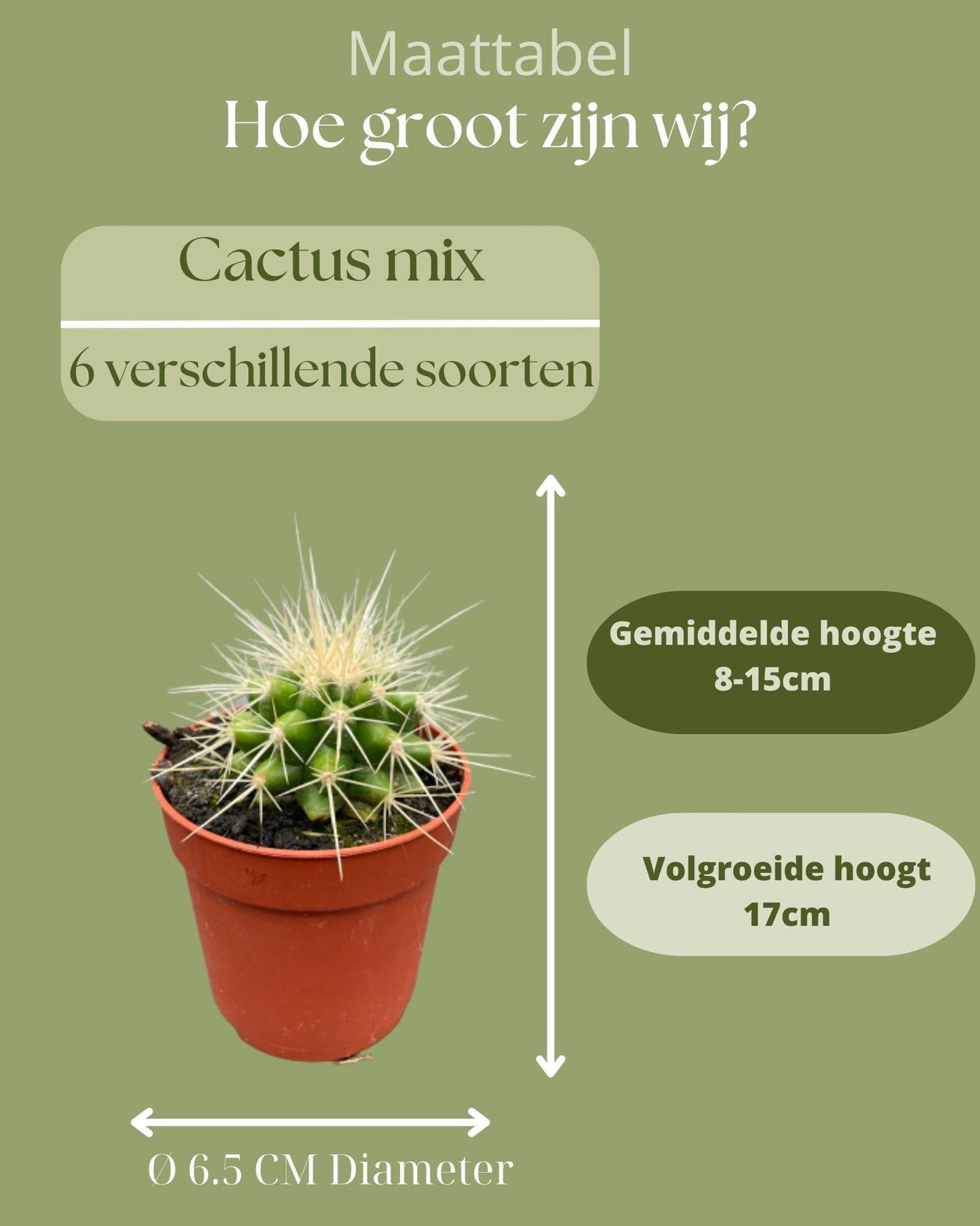 Cactus mix 6 suks- ↨8-15cm - Ø6.5cm