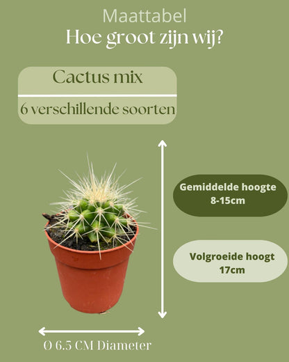 Cactus mix 6 suks- ↨8-15cm - Ø6.5cm