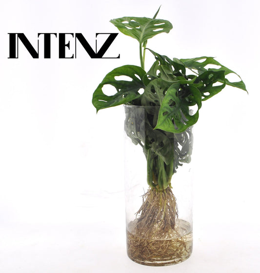 Monstera in Cylinder glas - ↨25cm - Ø12cm