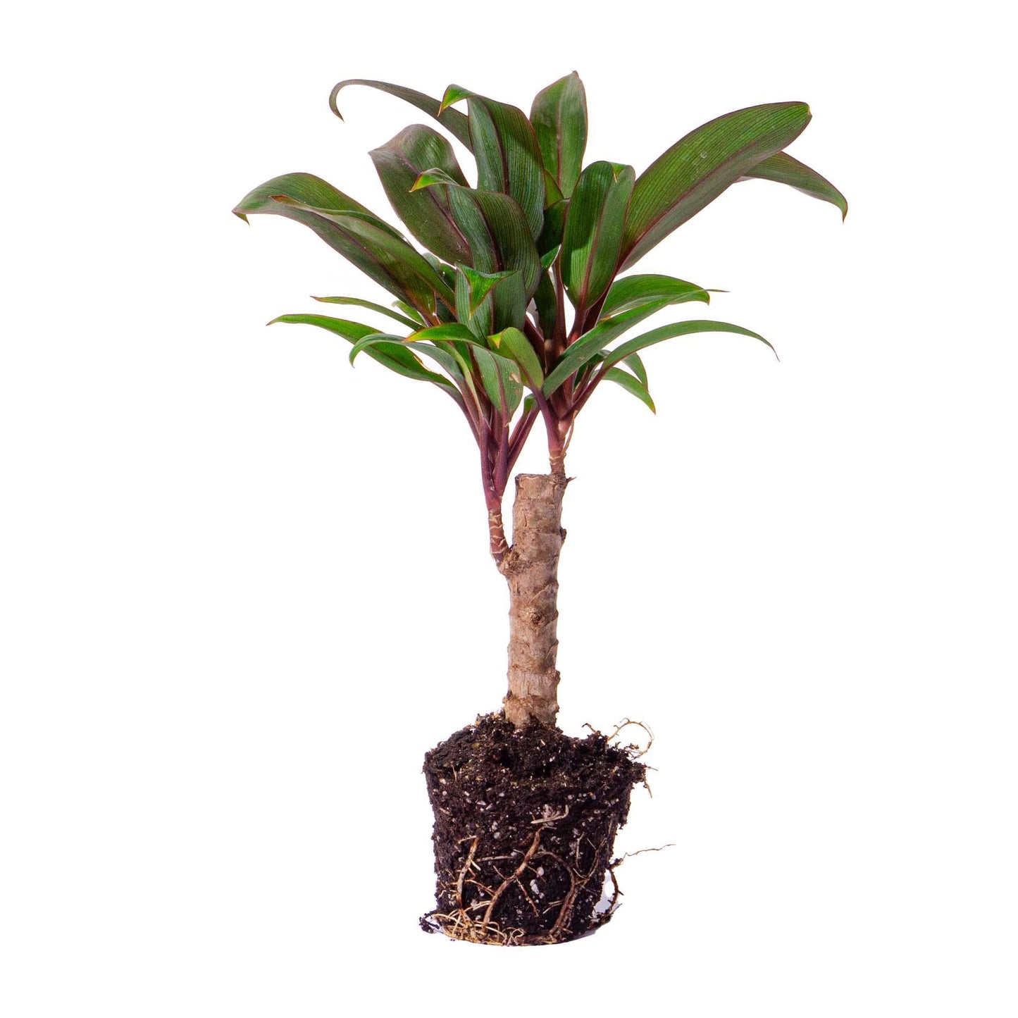 Mini-palm - Cordyline fruticosa 'Purple Compacta' - Terrarium plant - Ø6cm