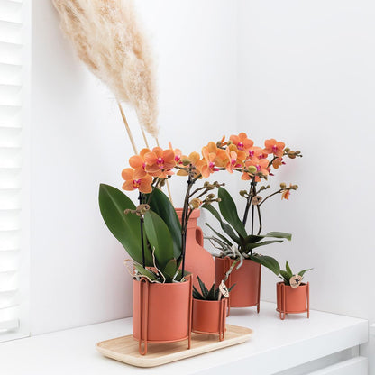 Oranje phalaenopsis orchidee - Mineral Bolzano - Ø9cm