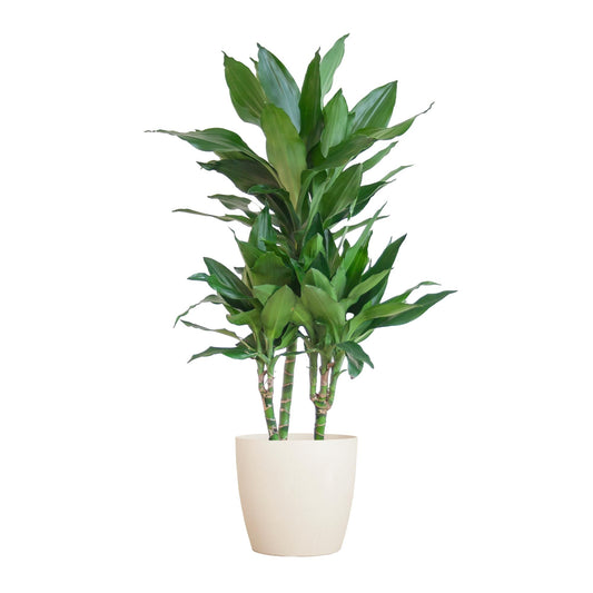Dracaena Janet Lindt incl. Viber wit - 95cm - Ø21cm