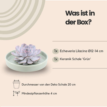 Succulent Echeveria Lilacina in schaal groen - ↨5cm - Ø20cm
