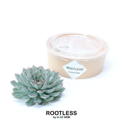 ROOTLESS Succulent Echeveria Pulidonis - ↨5cm - Ø12-14cm