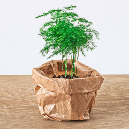 Asparagus Setaceuse Plumosus – Sierasperge - Terrarium plant - Ø6cm