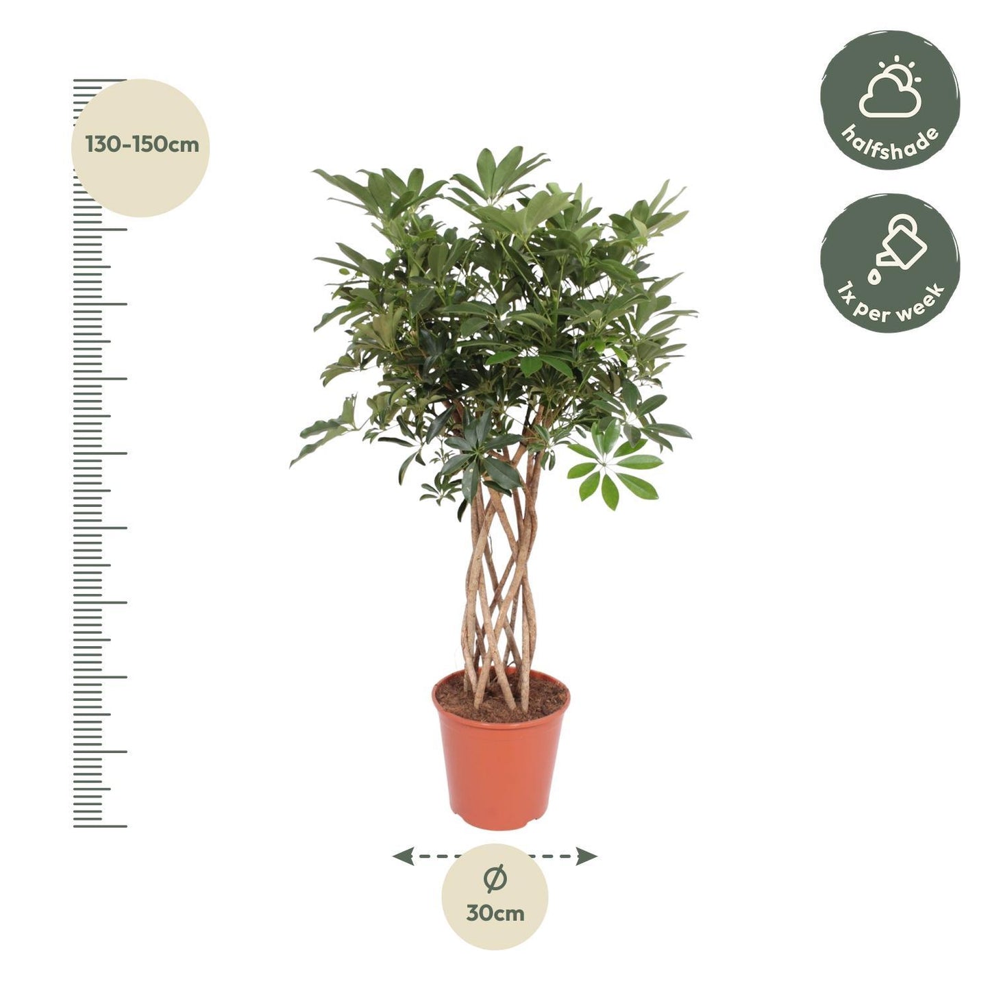 Schefflera Arboricola Compacta gevlochten stam - ↨140cm - Ø30cm