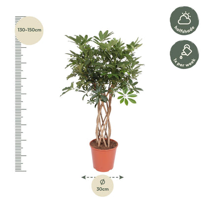 Schefflera Arboricola Compacta gevlochten stam - ↨140cm - Ø30cm