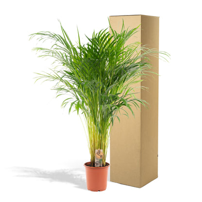 Areca palm - ↨110cm - Ø21cm
