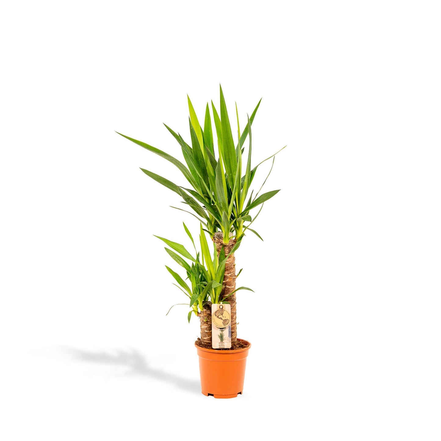 Yucca - ↨90cm - Ø17cm
