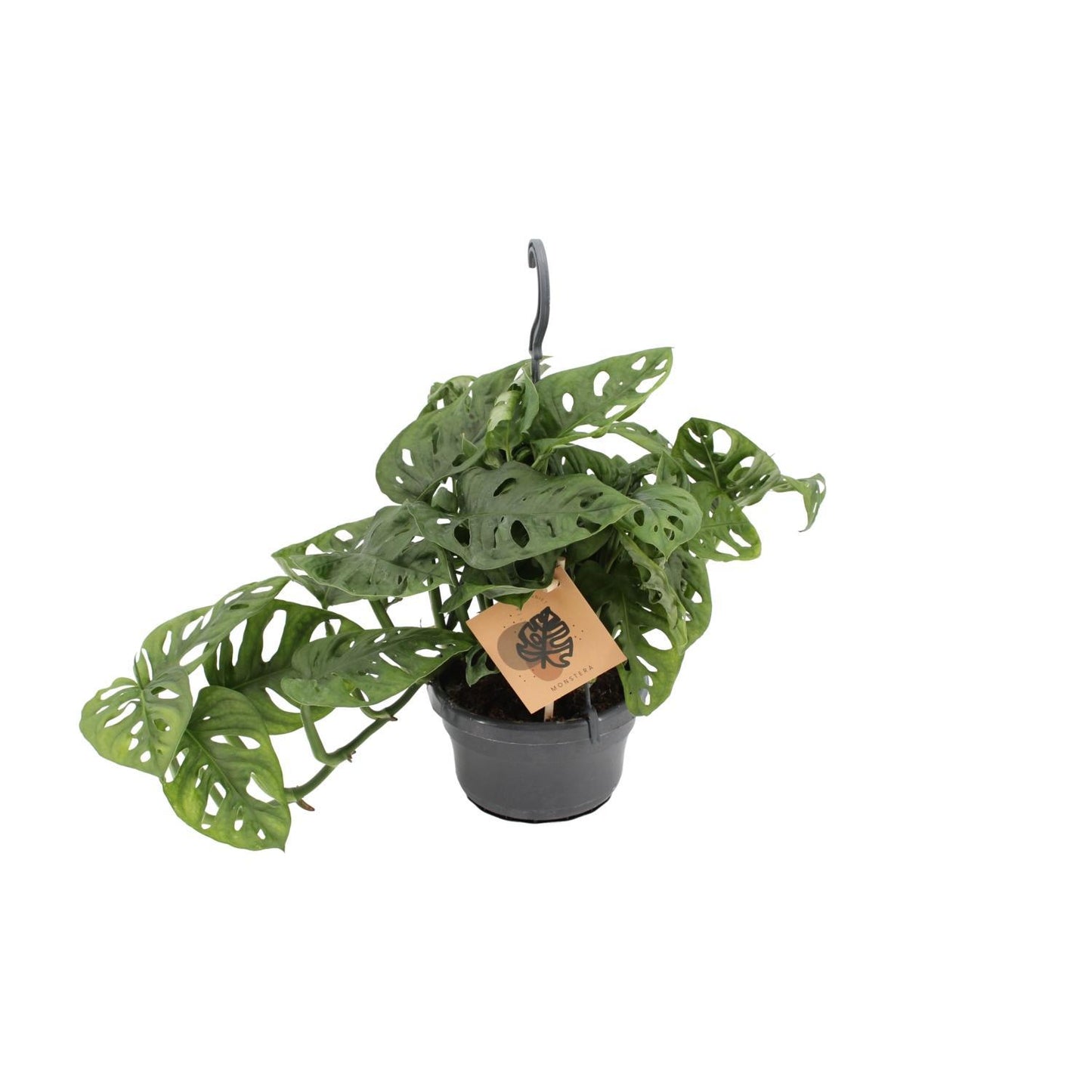 Monstera Monkey - ↨30cm - Ø14cm