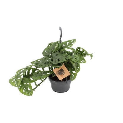 Monstera Monkey - ↨30cm - Ø14cm