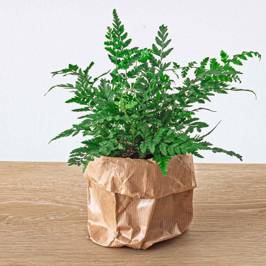 Varen - Athyrium spicatum - Terrarium plant - Ø6cm