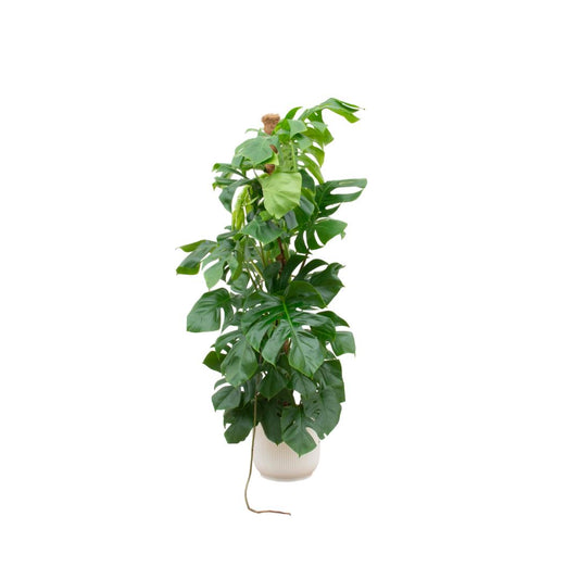 Monstera Pertusum - incl. bloempot wit - ↨150cm - Ø30cm