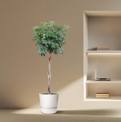 Schefflera Arboricola Compacta gevlochten stam - ↨190cm - Ø40cm