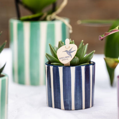 Mix van 6 groene planten + sierpotten - potmaat Ø9cm & Ø6cm