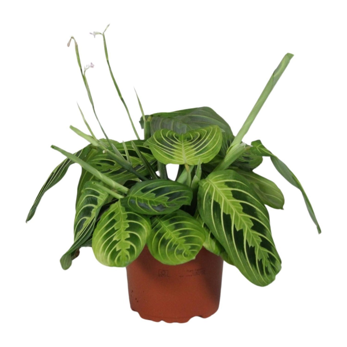 Maranta Leuconeura Fascinator Lemon Lime - ↨30cm - Ø12