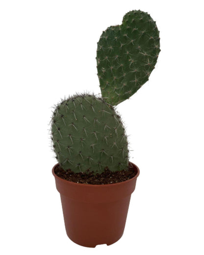 Cactus - Opuntia Vijgcactus - ↨30-40cm - Ø17cm