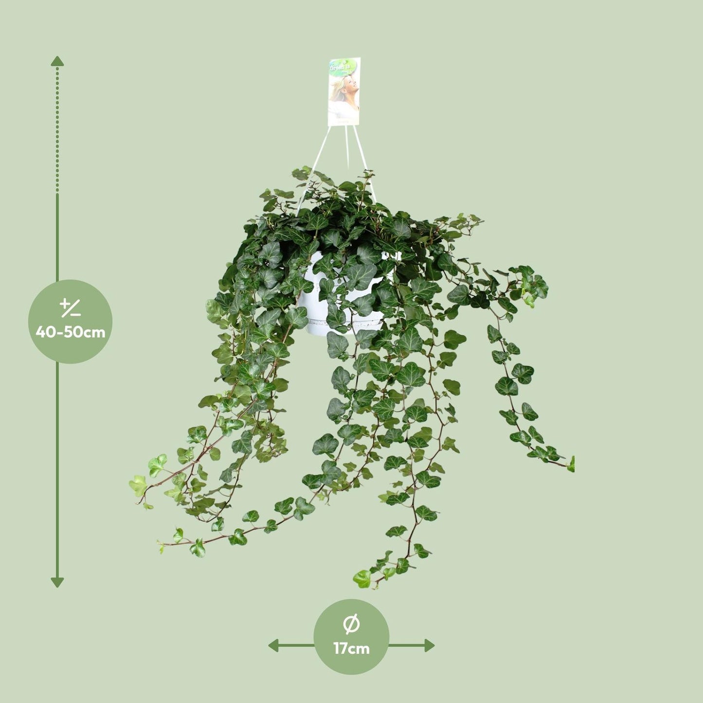 Hedera Helix Wonder - ↨70cm - Ø17cm