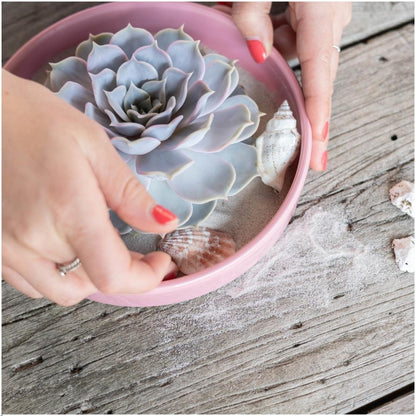 Succulent Echeveria Lilacina - ↨5cm - Ø12-14cm