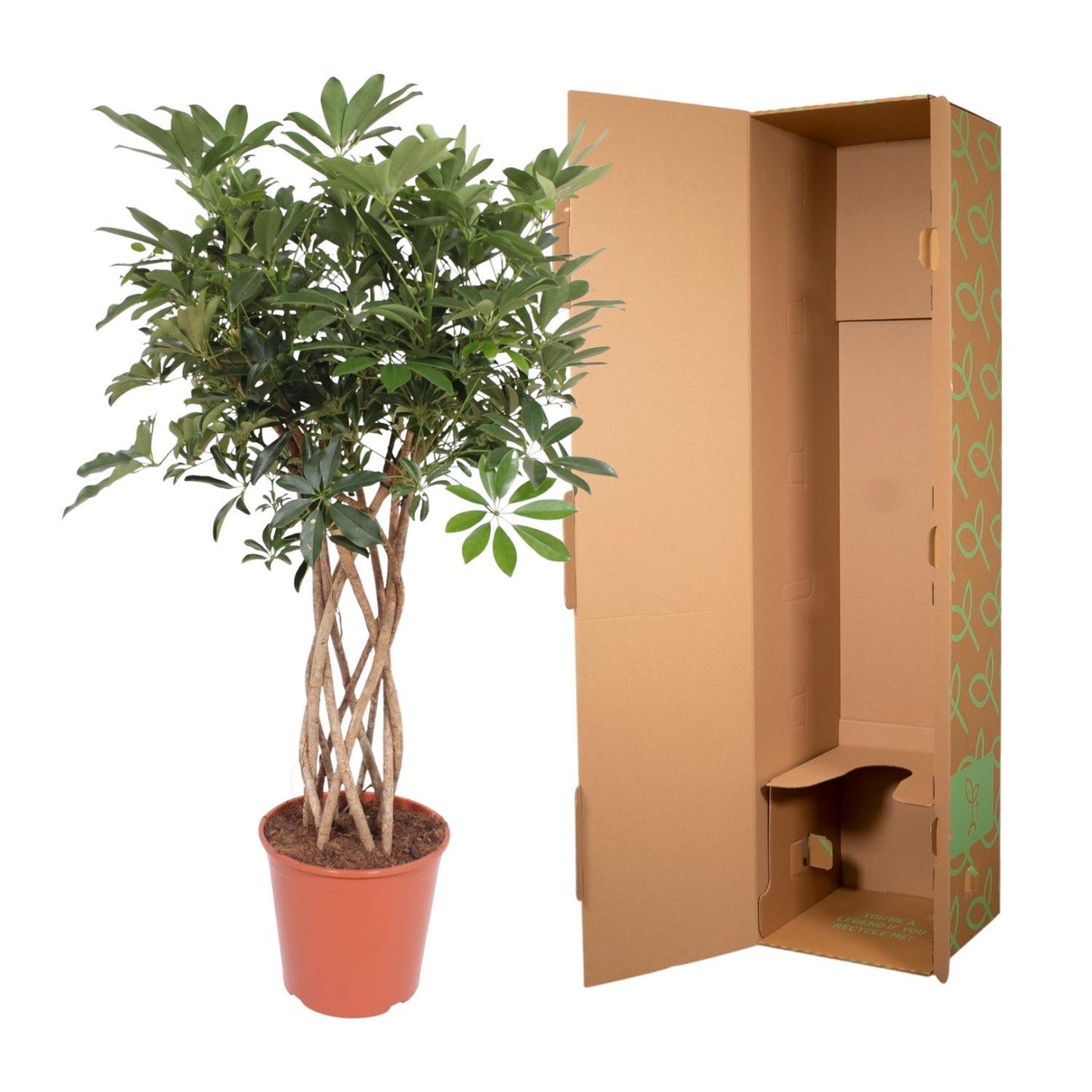 Schefflera Arboricola Compacta gevlochten stam - ↨140cm - Ø30cm