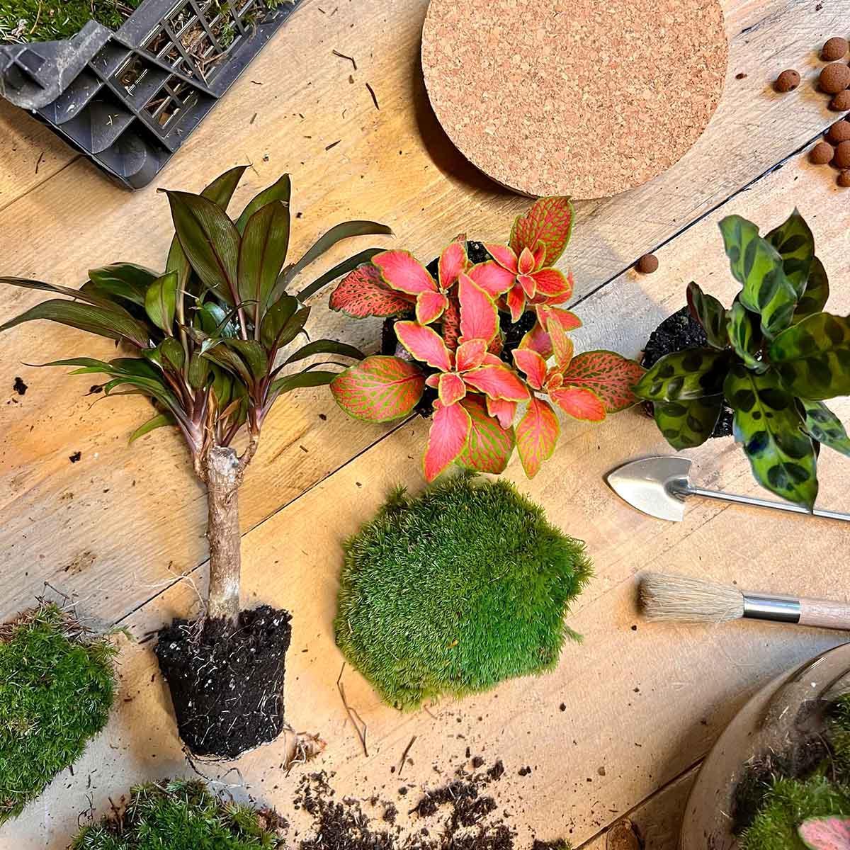DIY terrarium Milky Palm - ↨30cm - Ø21cm