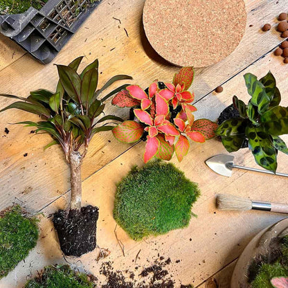 DIY terrarium Milky Palm - ↨30cm - Ø21cm