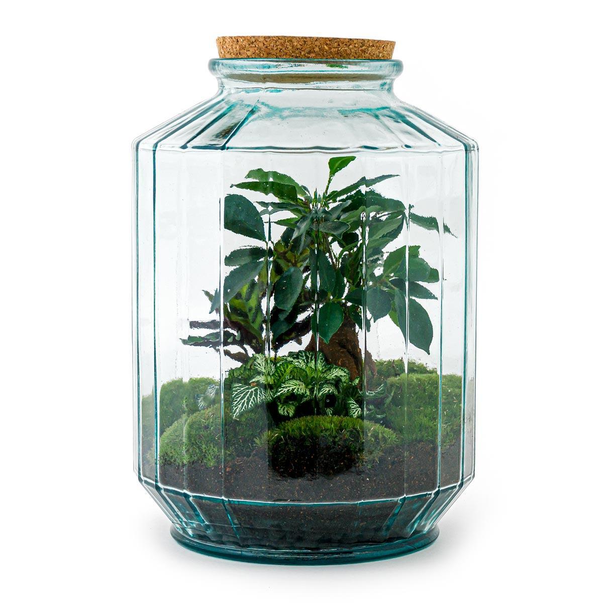DIY Terrarium Botanical garden XL - ↨35cm - Ø25cm
