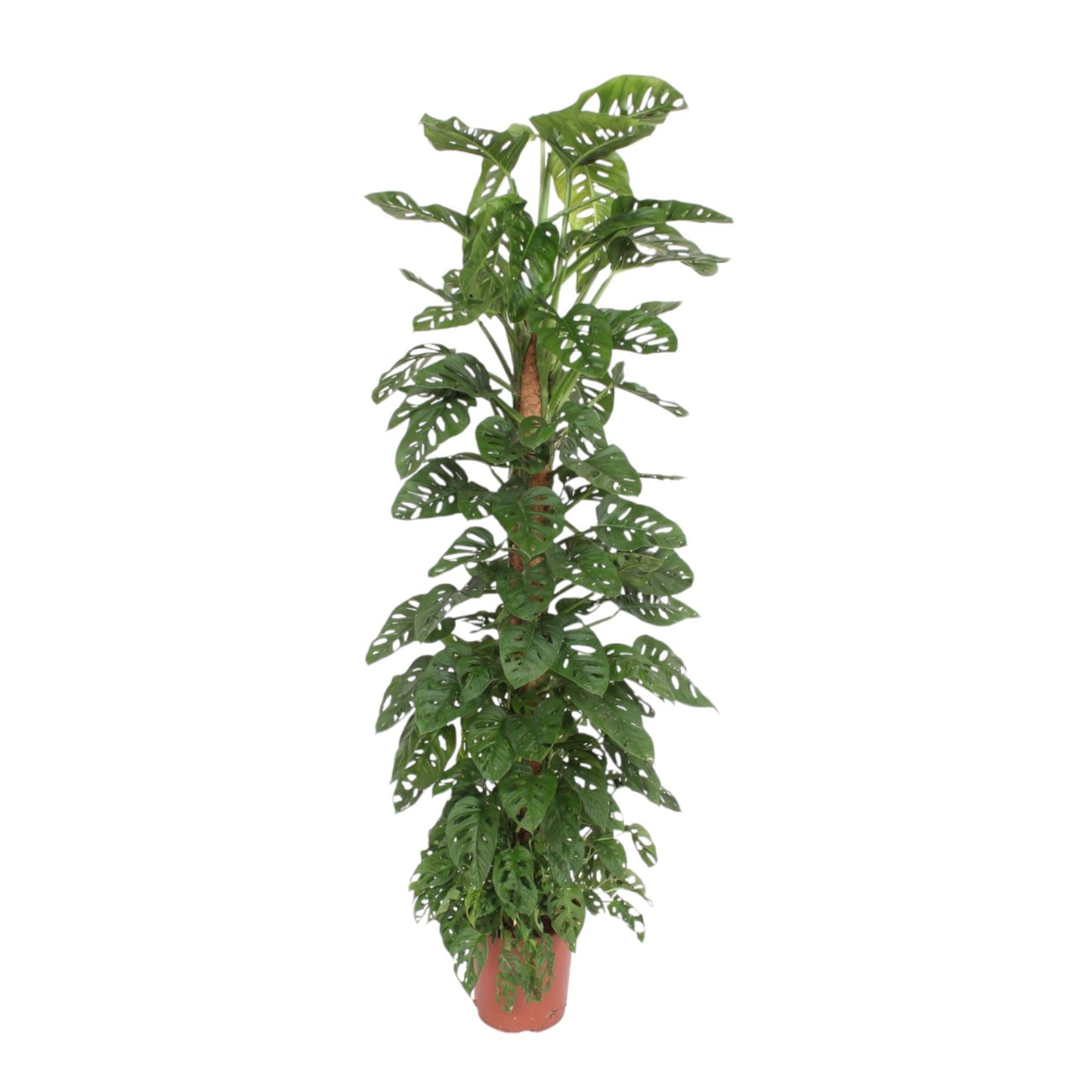 Monstera Monkey Leaf mosstok - ↨180cm - Ø27cm