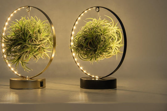 Tillandsia Led Edition Mix - 2 stuks - ↨23cm - Ø11