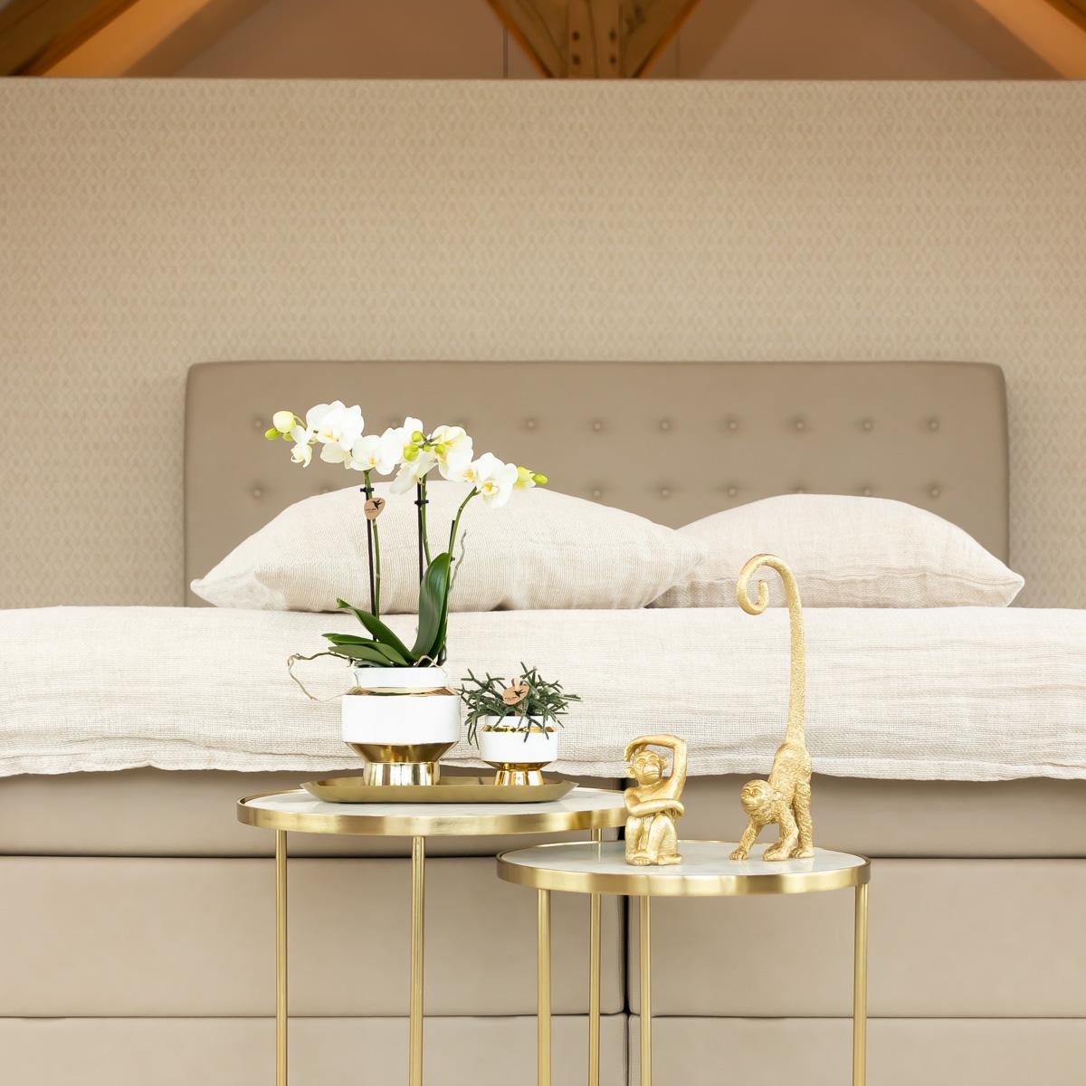 Witte phalaenopsis orchidee – Amabilis + Le Chic sierpot goud