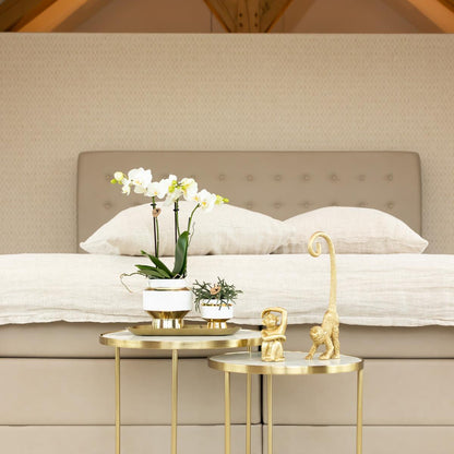 Witte phalaenopsis orchidee – Amabilis + Le Chic sierpot goud