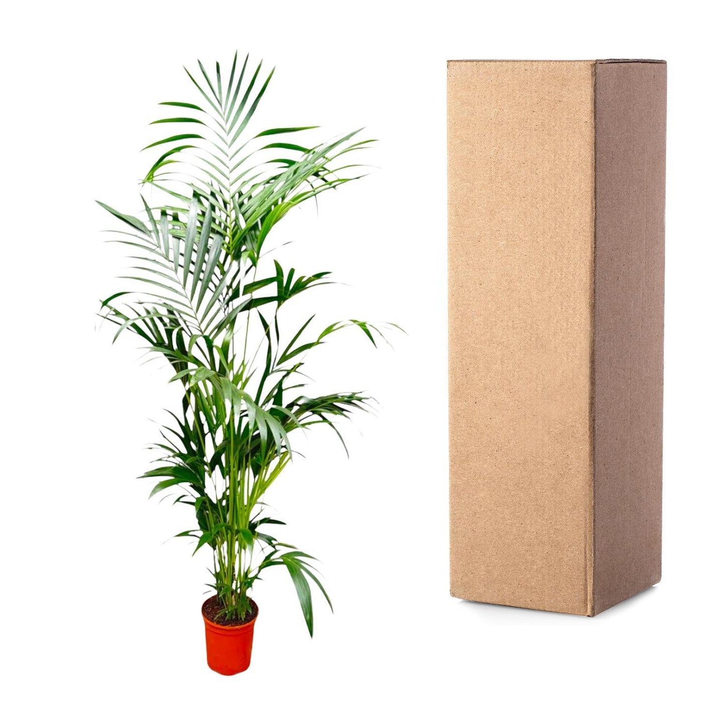 Kentia Palm - ↨200cm - Ø24cm