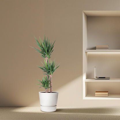 Yucca Elephantipe - ↨170cm - Ø31cm