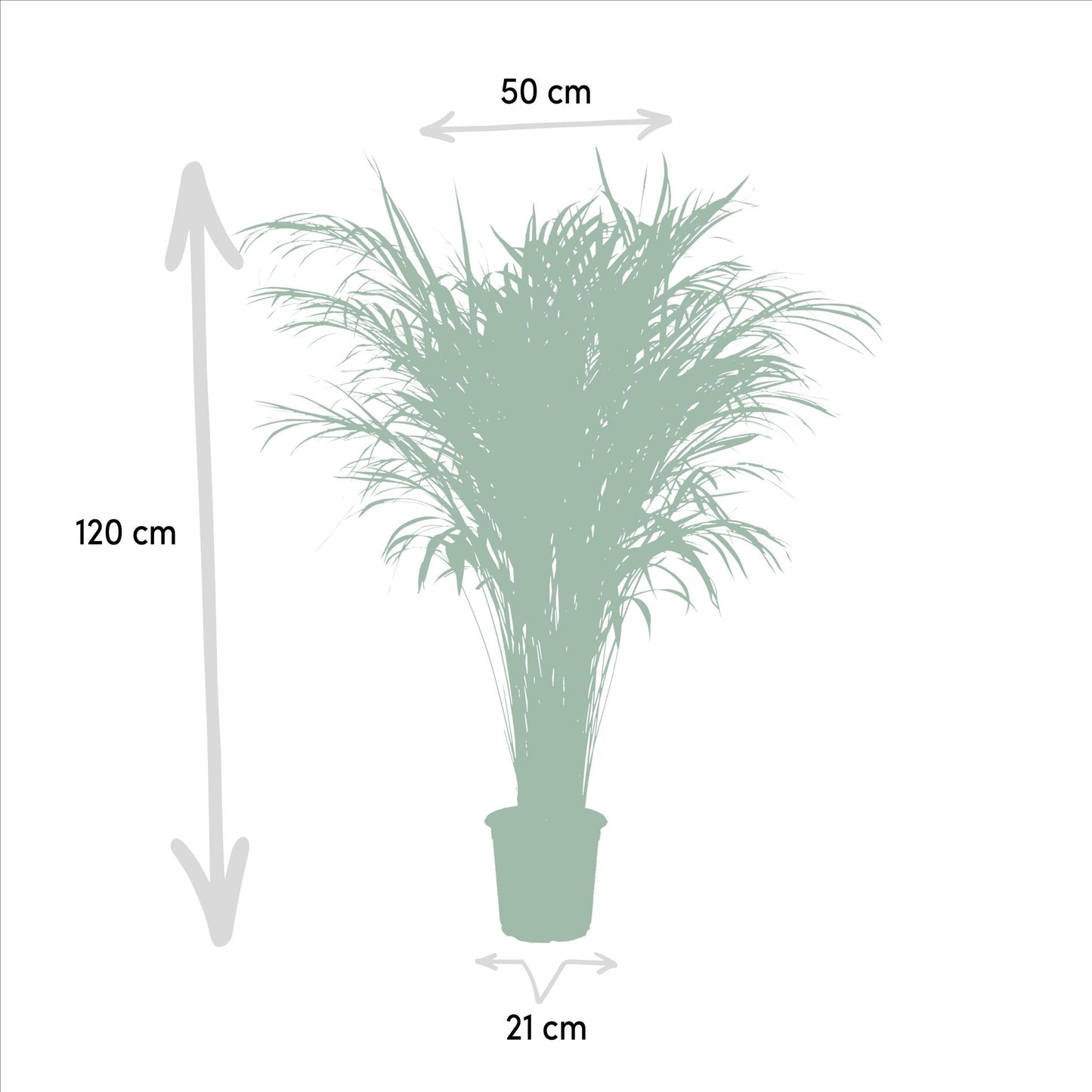 Areca palm - ↨110cm - Ø21cm
