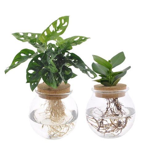 Monstera Adansonii en Clusia in bolglas - 2 stuks - ↨30cm - Ø12cm
