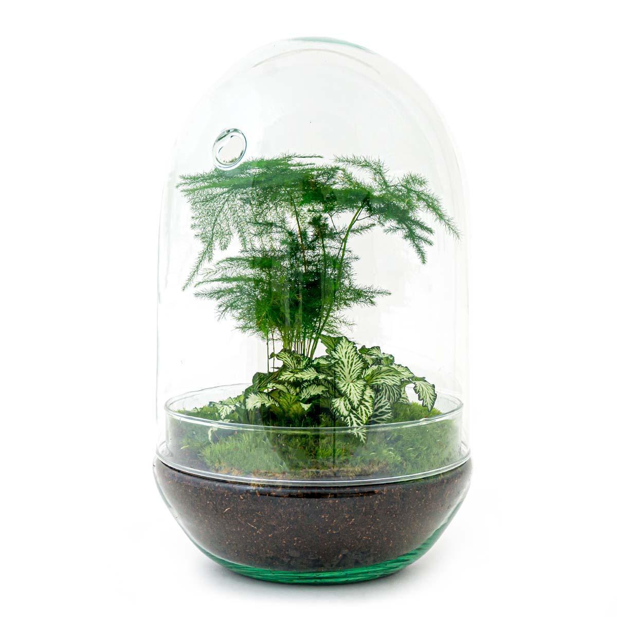 DIY terrarium Egg XL - ↨30cm - Ø17cm
