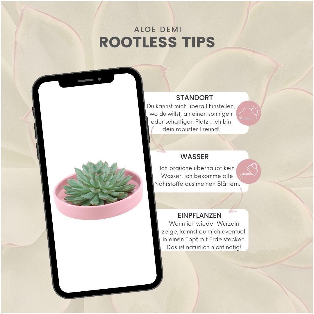 Succulent Echeveria Pulidonis in schaal roze - ↨5cm - Ø20cm