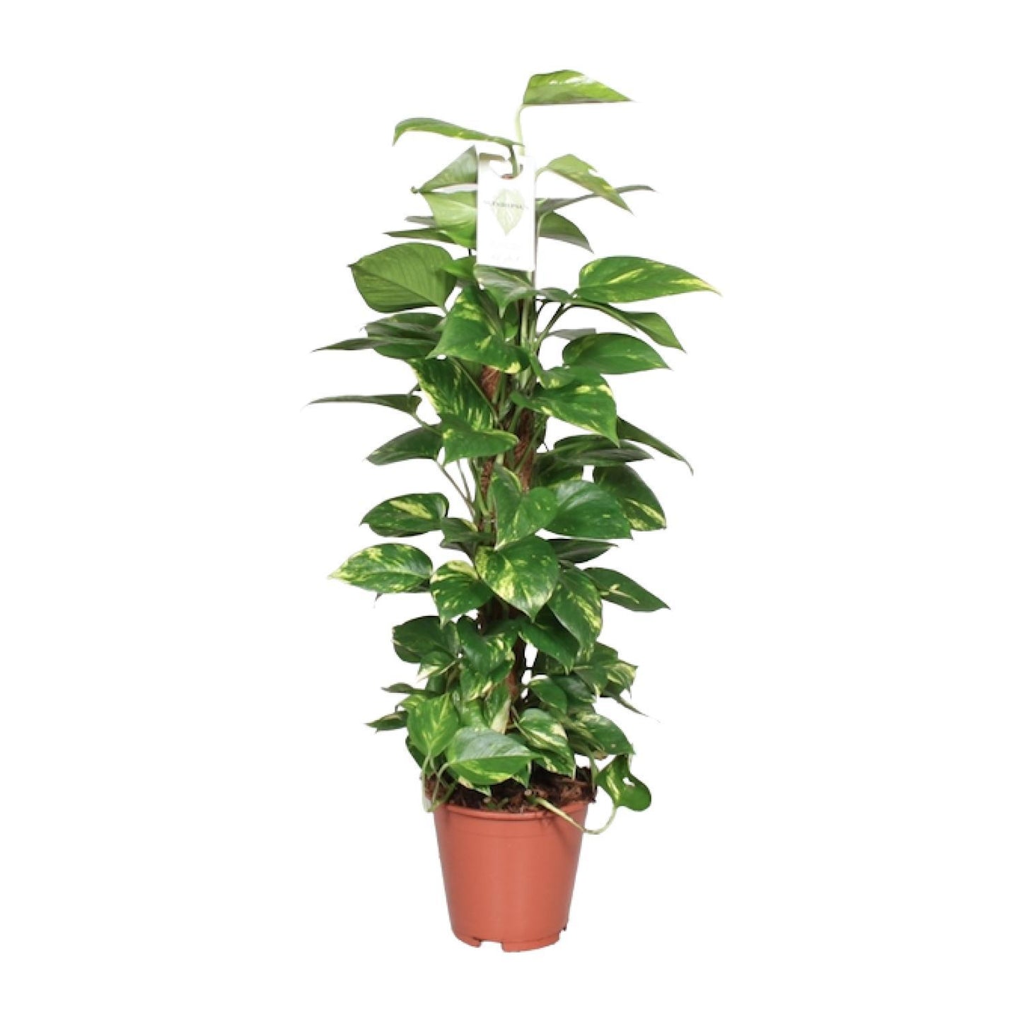 Epipremnum Pinnatum - ↨80cm - Ø19cm