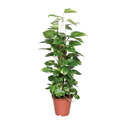 Epipremnum Pinnatum - ↨80cm - Ø19cm