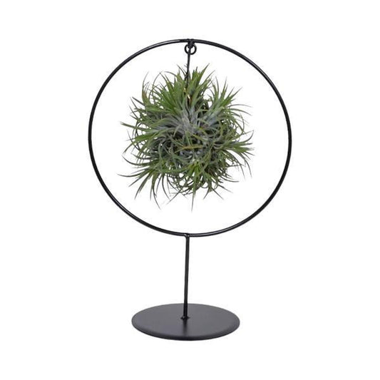 Tillandsia Ring Mix (Medium) - ↨30cm - Ø17