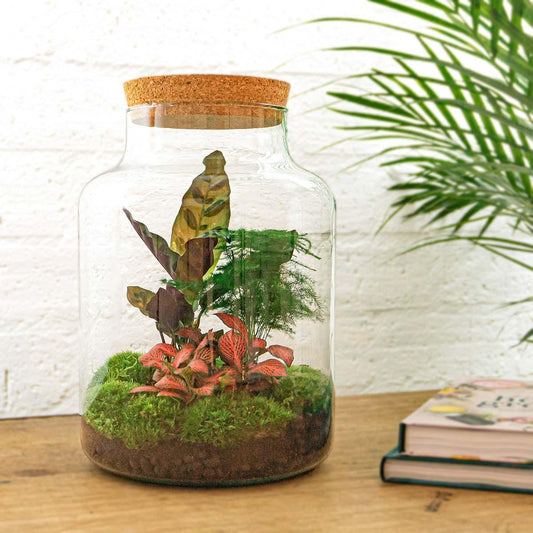 DIY terrarium Milky - ↨30 cm - Ø21cm