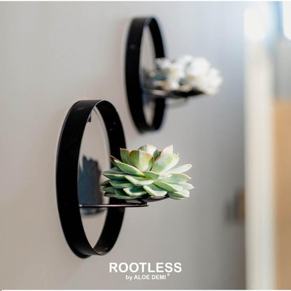 Succulent Echeveria Pulidonis op Muurdeco standaard zwart - ↨20cm - Ø20cm