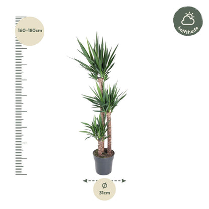 Yucca Elephantipe - ↨170cm - Ø31cm